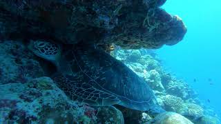 2019073102 Whale Shark search