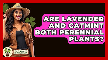 Are Lavender And Catmint Both Perennial Plants? - The Plant Enthusiast