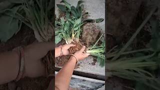 ine paudhon Ko Dekhkar Man Mein Khayal Aata Hai Ki Main karodpati To Nahin। #gardenplants #short
