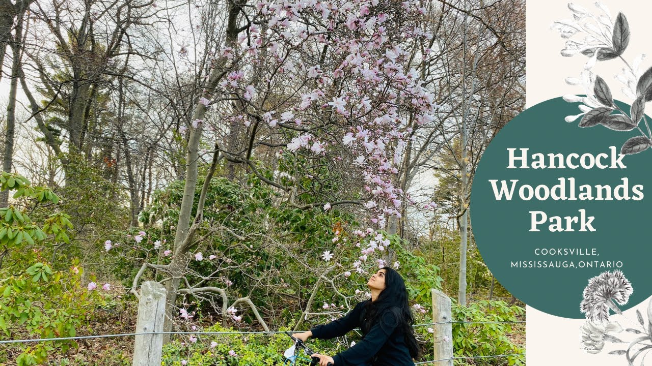 Evening at Hancock Woodlands park, Cooksville,Mississauga/Spring