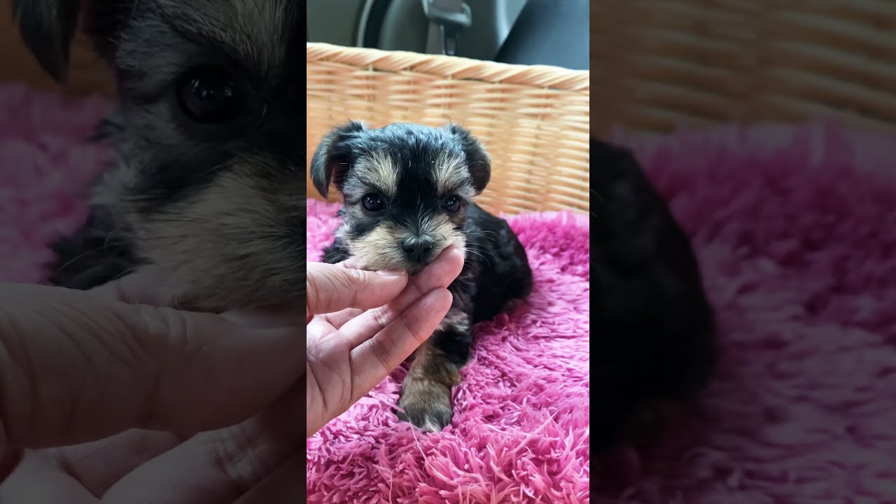 秋田県のミックス犬 女の子 21 03 03生まれ マルキー 抜け毛 体臭ほとんどなく飼育しやすいわんちゃんです 子犬id ブリーダーナビ