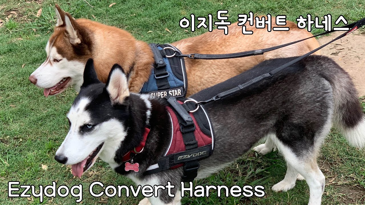 Ezydog Convert HarnessPros and Cons / 이지독 컨버트 하네스 리뷰 (+부작용) YouTube