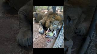 Lion Gets Thanksgiving Turkey!!! #Hungry #Lion #Thanksgiving