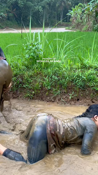 Relaxing in the rice fields feels like being in a swimming pool😂