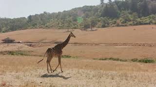 Giraffe Walking In A Safari 4K