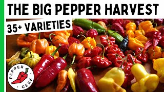 Incredible Pepper Harvest  Over 35 Different Varieties  Pepper Geek