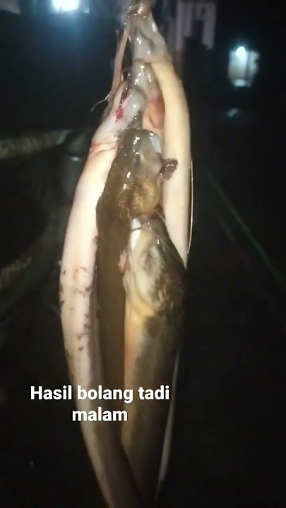 BELUT BABON 2 #storywa #story