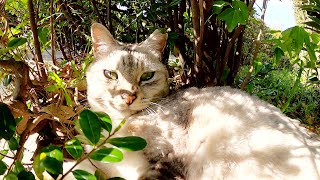 不機嫌なサバトラ猫が「モフらせてやるか」と植込みから出てきた