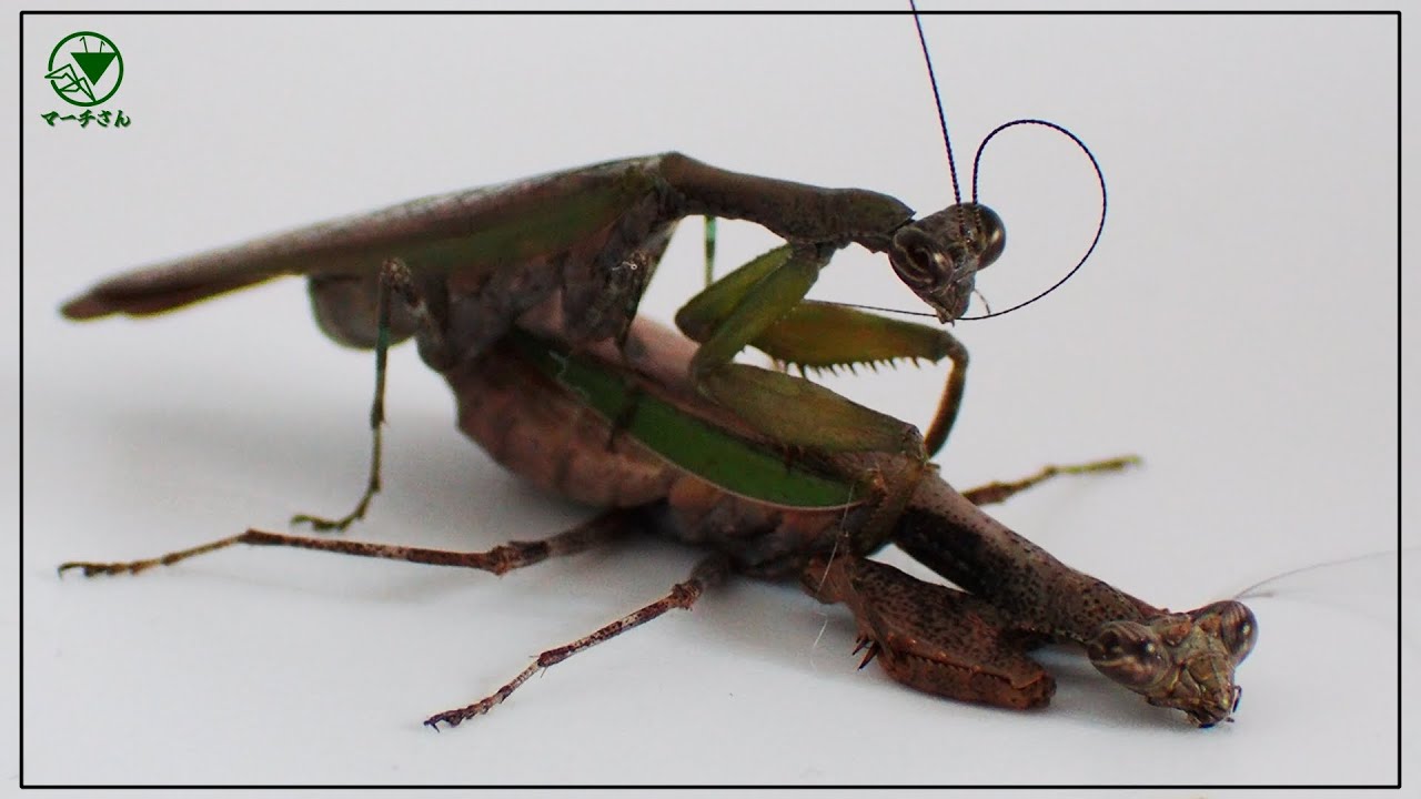 Big fuss!] Praying mantises risk their lives mating! - YouTube
