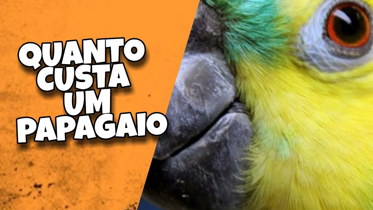 Quanto É Que Custa Um Papagaio?