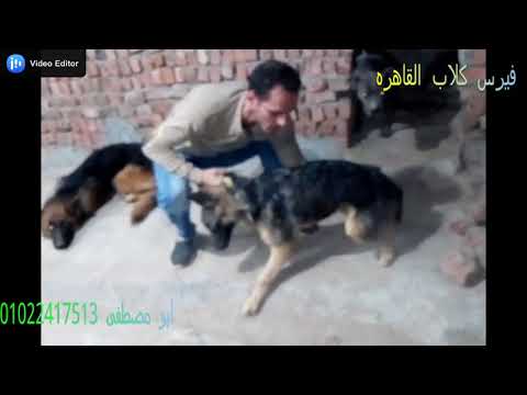 فيديو: شلل Coonhound في الكلاب