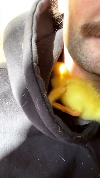 bebek kecil lucu #viral #bebek #meri #duck #lucu #virallucu #storywa #stories