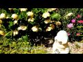 ♪市川染五郎の野ばら咲く路を聴きながら我家の花壇をどうぞ!