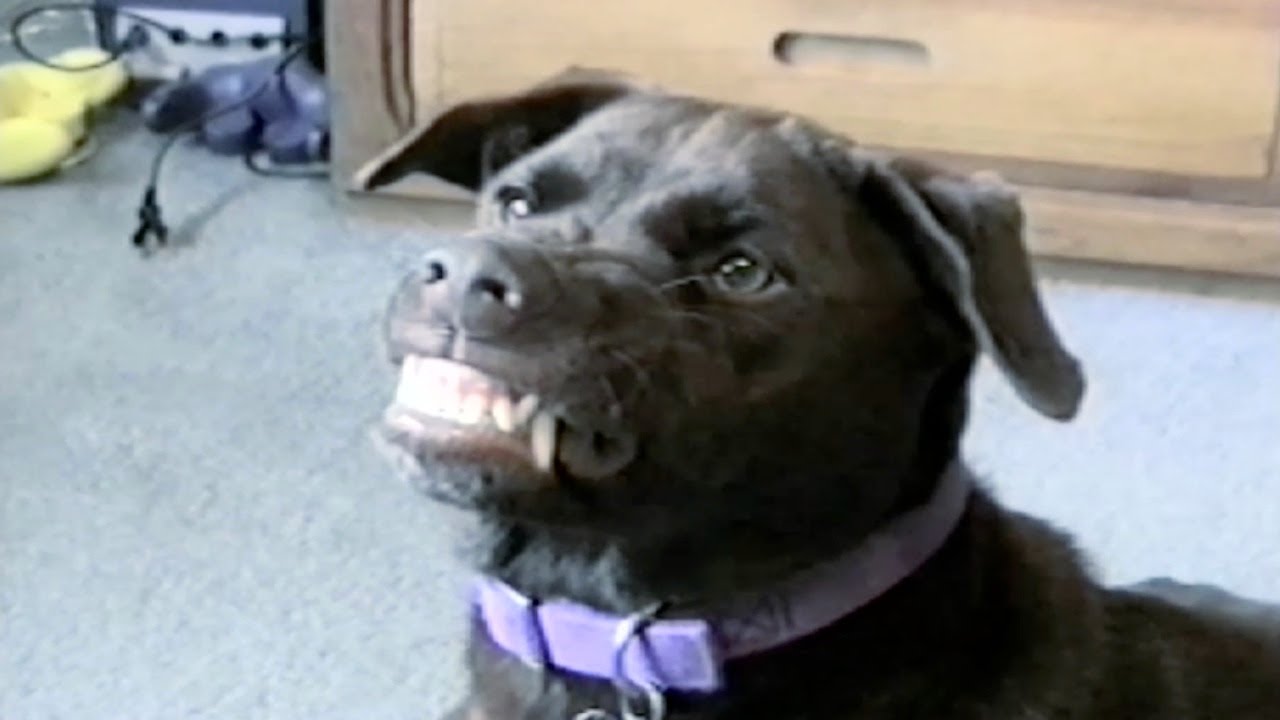 Dog Trick Smiling Youtube Dog Hacks Dogs Funny Dog Videos Dog Trick Smiling Youtube Dog Hacks Dogs Funny Dog Videos