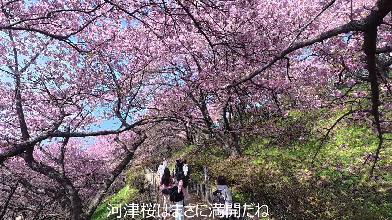 松田町西平畑公園の河津桜2026.2.16