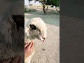 محمد عنایت اللہ کے اعلی کوالٹی والے مندرا ماشاءاللہ بہت آؤٹ کلاس بچہ 03463010628