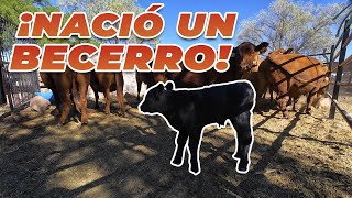 UN NUEVO BECERRO ANGUS | Rancho Cinco Talentos | Ganaderia