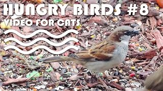 BIRDS FOR CATS TO WATCH - Hungry Birds #8.
