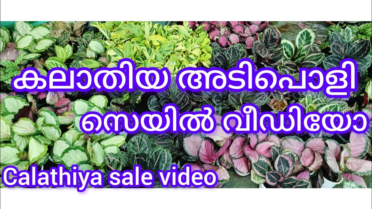 calathiya sale video 