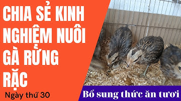 Đàn gà rừng  con - Cập nhật ngày thứ 30 || Gà rừng Tây bắc
