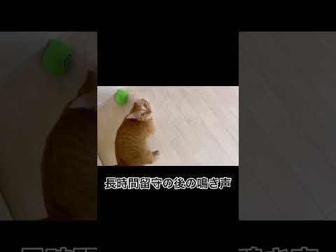 24時間ぶりに会った猫の鳴き声がやばすぎた