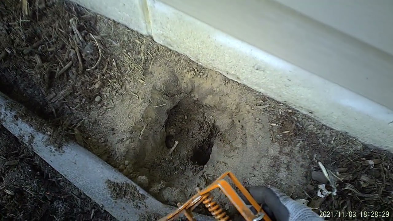 How to Set a MoleSlayer Mole Trap in Sandy Soil – Quick & Effective