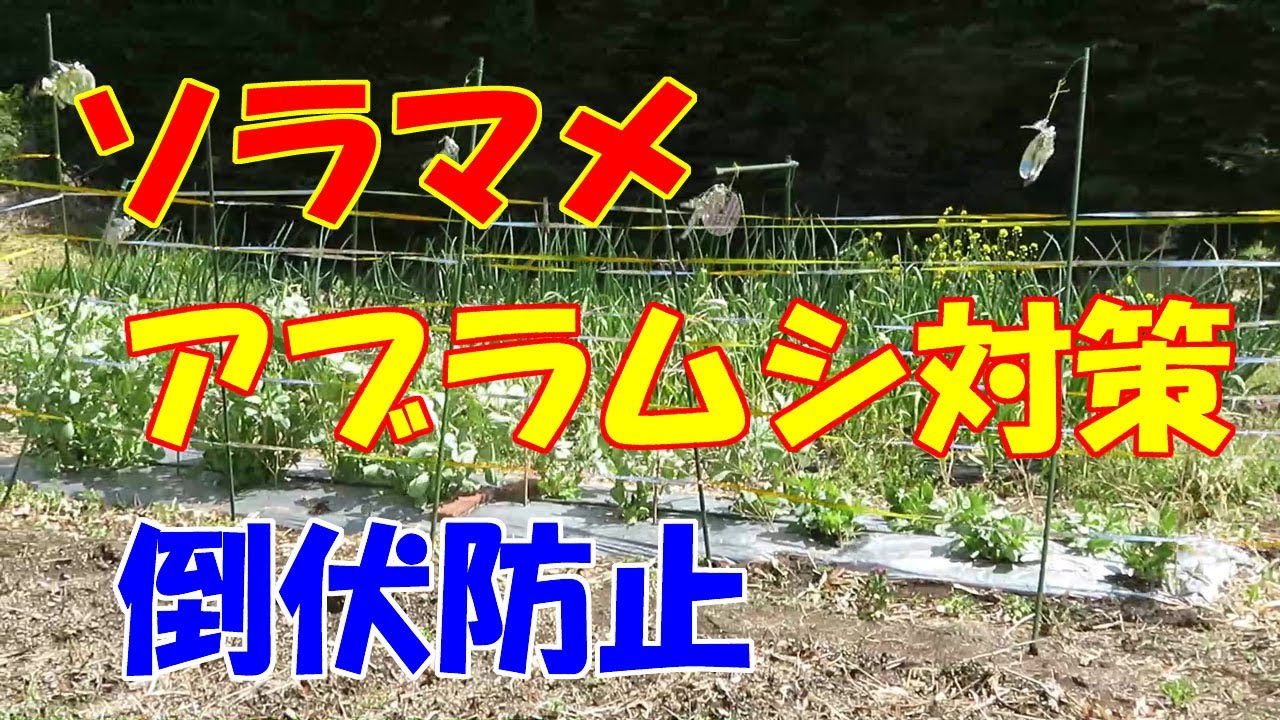 超簡単 ソラマメのアブラムシ対策と倒伏防止 井上寅雄農園 井上隆太朗 Note