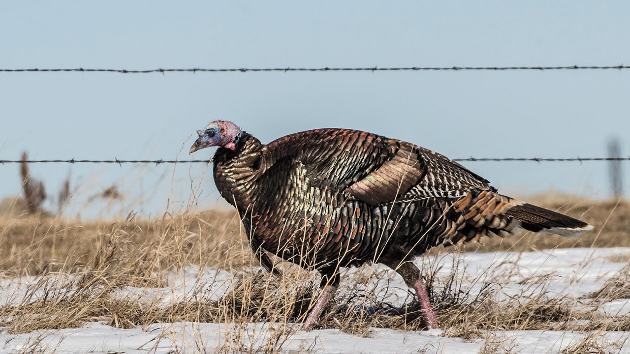 Spring Turkey Season Preview NDGNF 02042021 YouTube