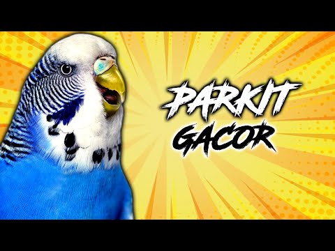 parkit-gacor-suara-asli-panjang-jernih-ampuh-|-mp3-burung-top-|-download-|-masteran-kacer-|-1-jam