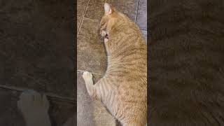Tony enjoying some ‘nip! #cat #orangecat #cats @dawnlovescouture2644