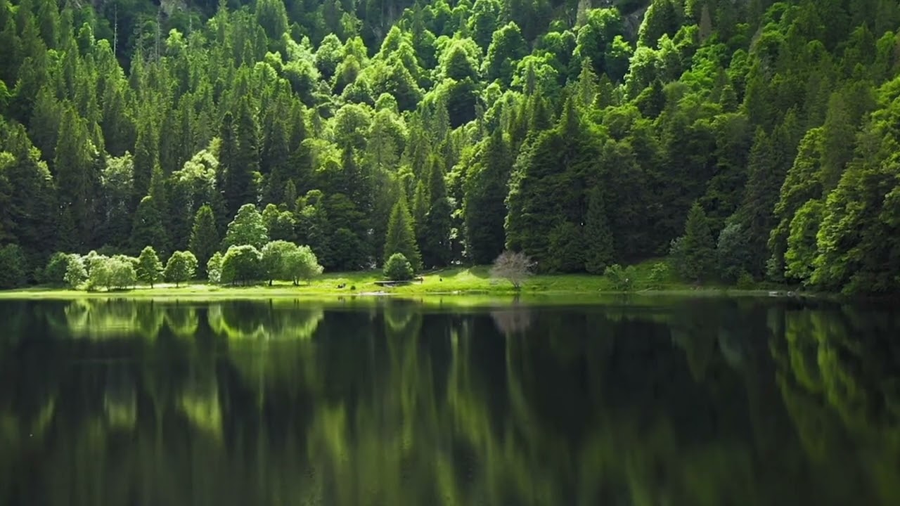 Jungle vibes chill songs