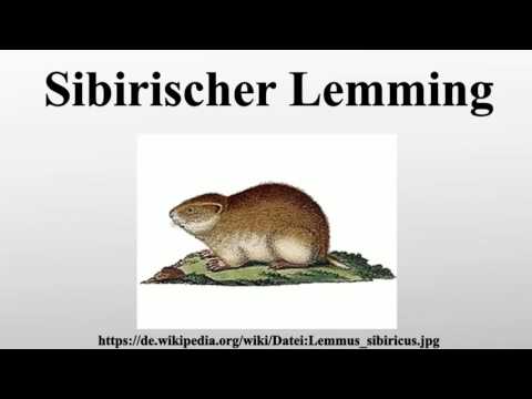 Video: Sibirischer Lemming: Beschreibung, Zucht, Ernährung