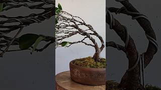 how to make wind swept style bonsai bonsai bonsaitree nature bonsaiart art