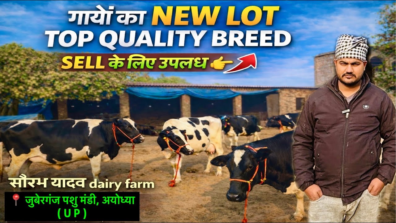 Dairy Farming के लिए Best गायें 🐄 | Top Quality Breed | सौरभ यादव dairy farm 👉