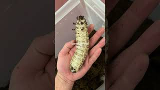 World's Heaviest Insect Champion #insectfacts #GoliathBeetle #naturefacts #wildlife #youtubeshorts