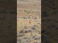 Coyote Runaway FAIL | Coyote Hunting | #shortsvideo #shortsfeed #shortsvideo #shorts