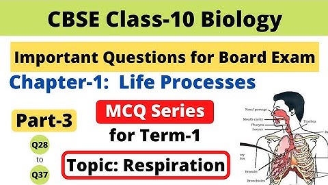 Life Processes important questions for Term 1 | Class 10 Science Chapter 6 | Respiration MCQ Part 3