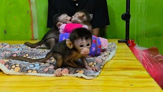 CURRENTLY BABY MONKEY CASPER IS VERY CONFUSED WITH FREYA LOL 