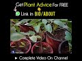 When Is the Right Time To Prune Tomato Plants?