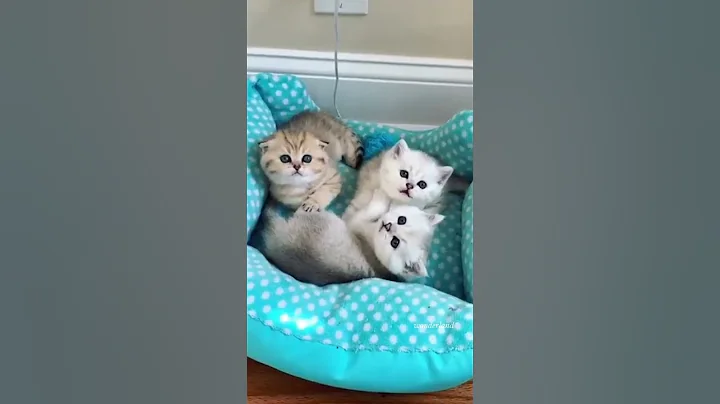 Video 11767561: little kitten meowing cat, funny cats kittens meowing, cats kittens meowing cute