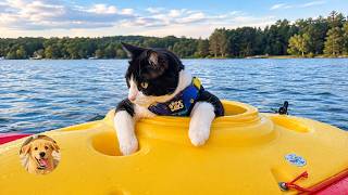 This Cat Goes Everywhere With His Human