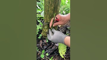 Organat chia sẻ kỹ thuật ghép chồi gốc cà phê, chuẩn từ gốc lên ngọn, rồi đến hạt. #organat #cafe