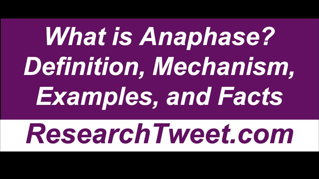 Anaohase Example What is Anaphase? Definition, Mechanism, Examples, and Facts - YouTube