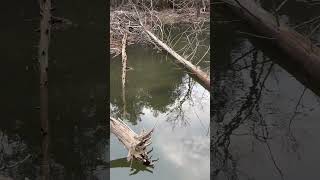 Beaver spotting! He was MAD! River adventure part 3 #outdoors #fishing