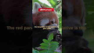 Famous Red Panda isn't closest relative to The Giant Panda | DPFunFacts Wealth