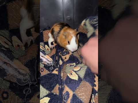 انهارده دلعت زعتر عايزين تشوف جبت ايه لزعتور  