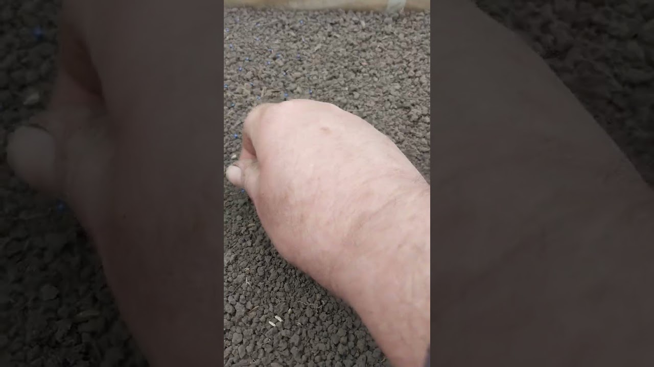 @ЦВІТНА КАПУСТА ЯКА ВАС ЗДИВУЄ