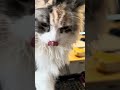 My cat makes the rules here…#catproblems #mainecoon #cheesethief