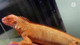 Feeding My Red Albino Iguana / Crimson Albino Iguana