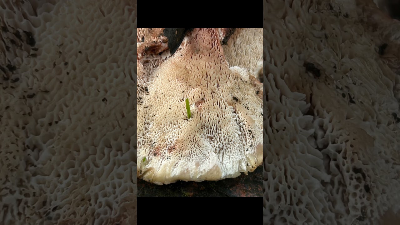 Blushing rosette Abortiporus biennis